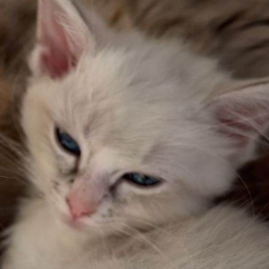 REDUCED Pure Ragdoll