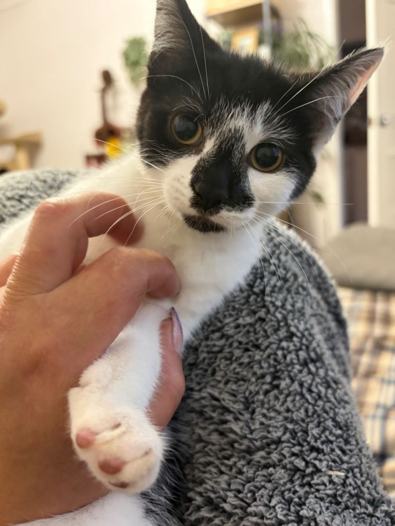 Kittens looking for a home