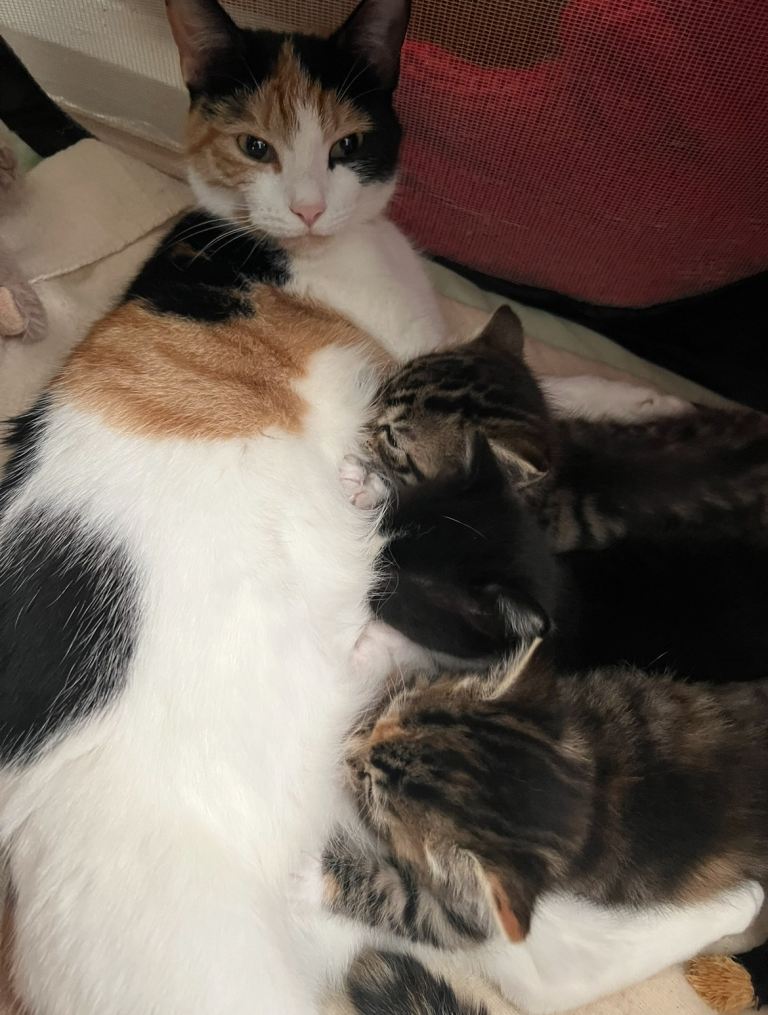 Kittens ready to go 