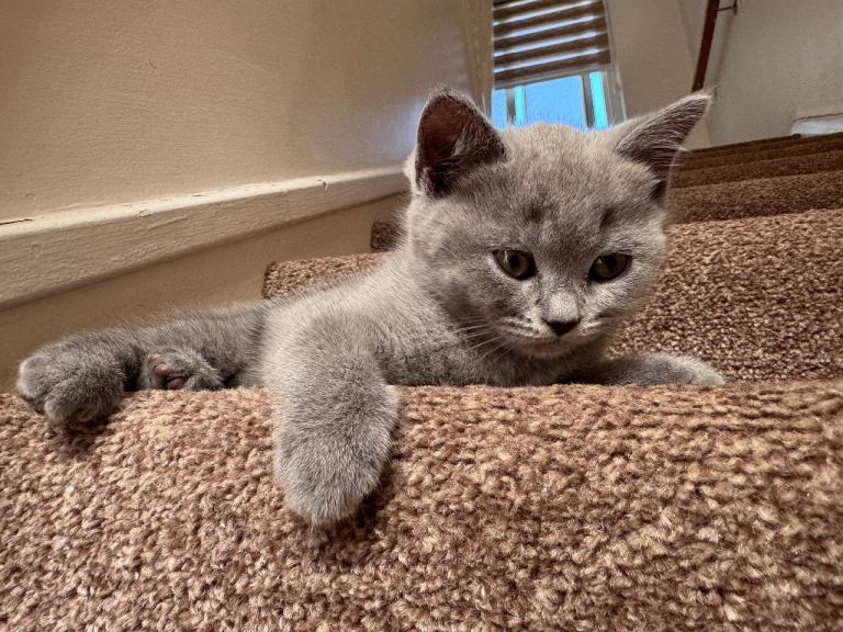 British Shorthair Kittens for Sale | Purebred, Healthy & Ready Now