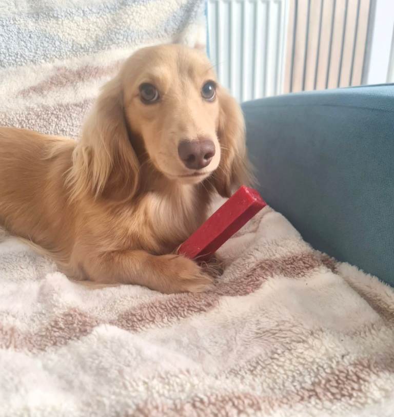Long hair dapple miniature male  dachshund parents KC 