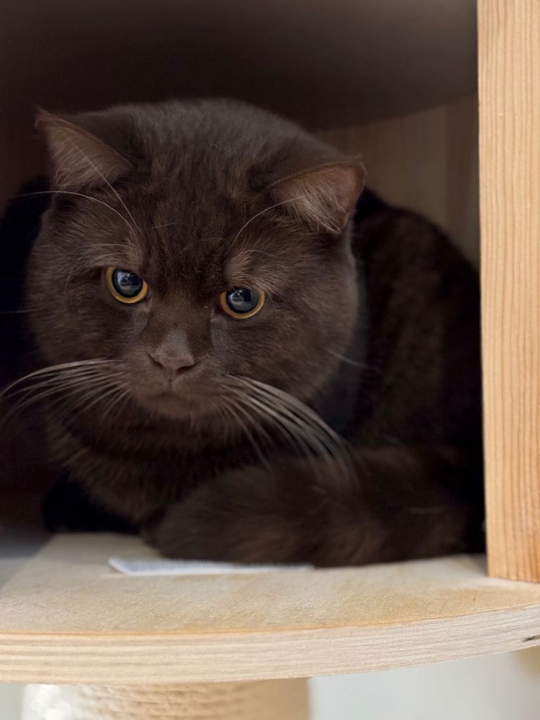 Chocolate British Shorthair 
