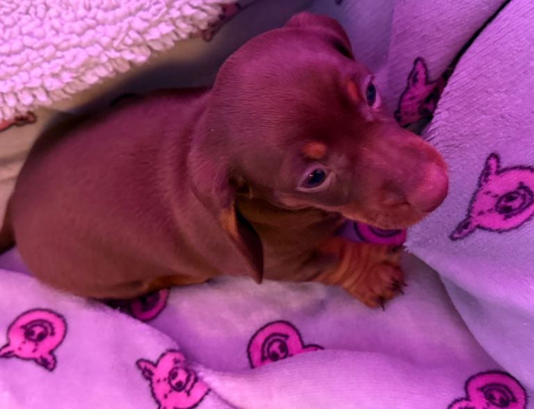Chocolate & Tan Miniature Dachshund Puppies 