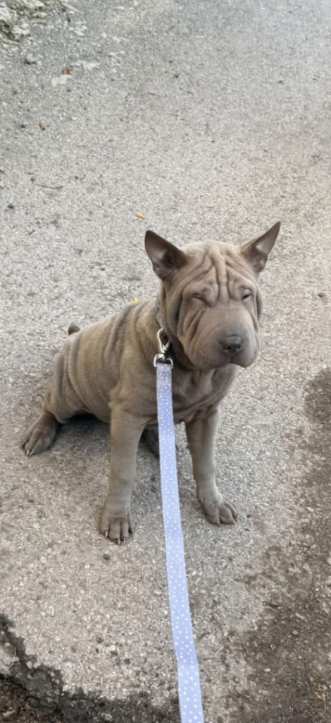 Shar Pei puppy for sale 