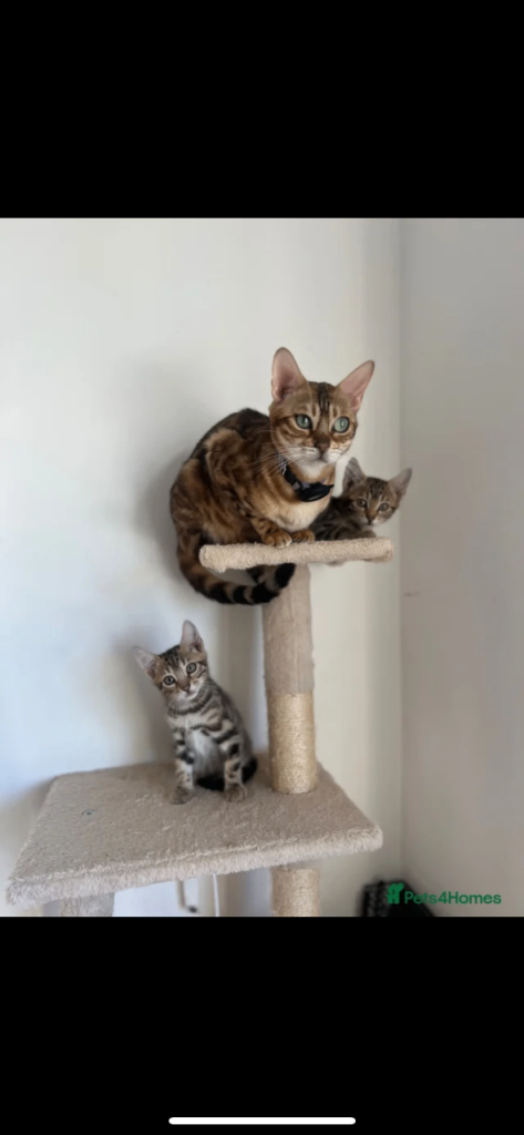 Two bengals kittens for sale