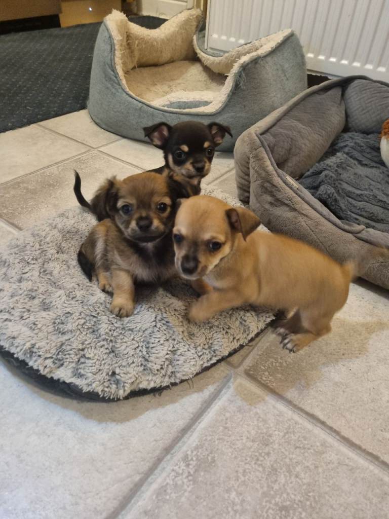5 Adorable Male Chihuahua Puppies 