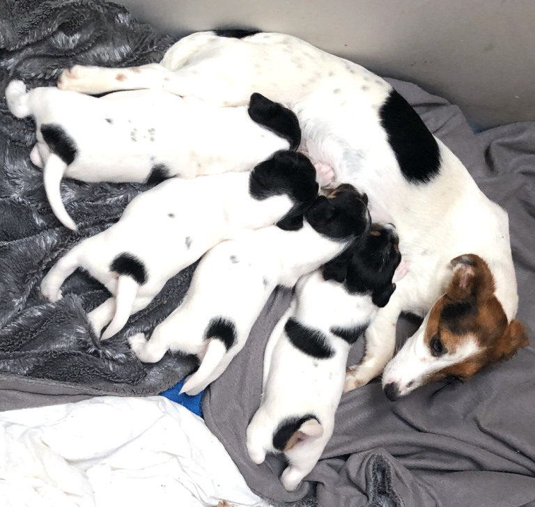 Jack Russell puppies -  3 girls and 1 boy