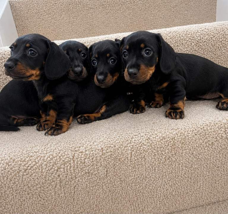 Miniature dachshund puppies 