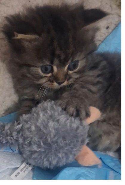 Fluffy kittens 