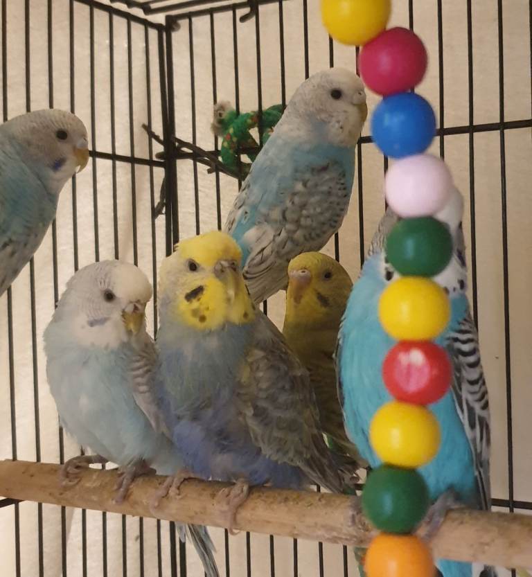 Budgies for sale 
