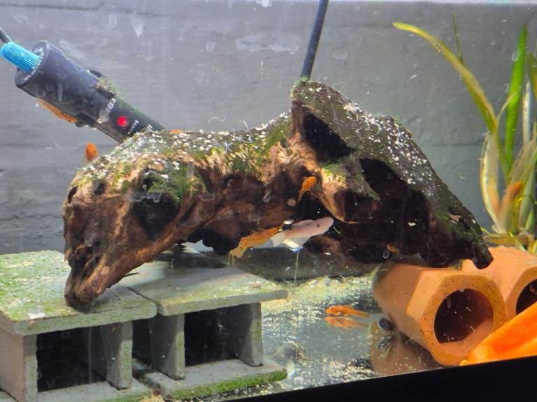 Super red bristlenose pleco