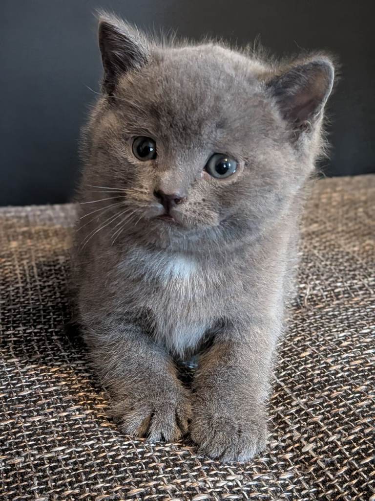 British short hair kittens 