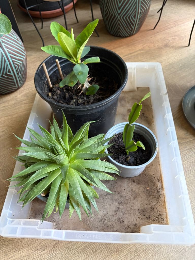 House plants 