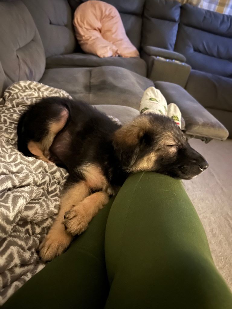 Loving Home Wanted for Our German Shepherd Puppy