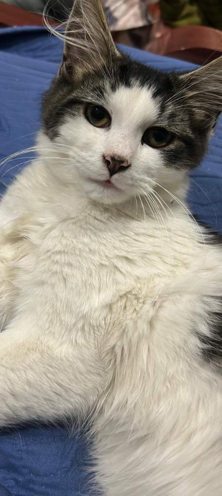 Friendly adorable kitten looking for rehome.