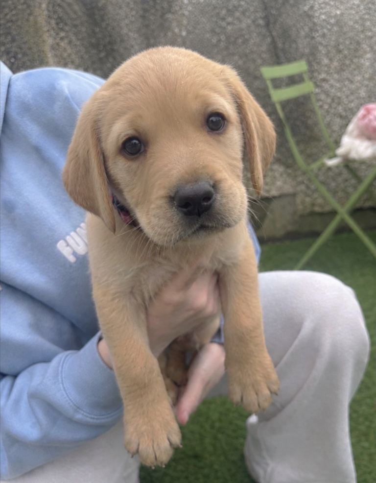 White Labrador Puppy