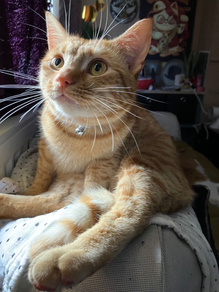 Boy looking for home