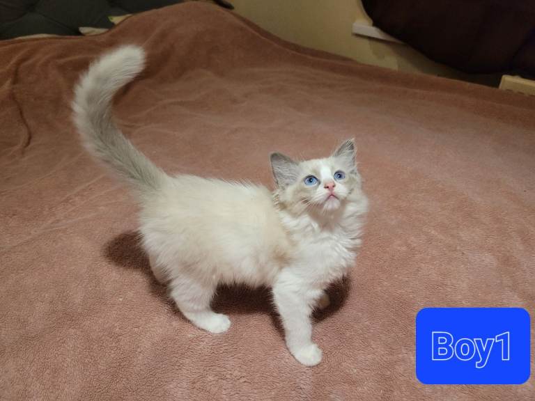 Beautiful Ragdoll kittens  