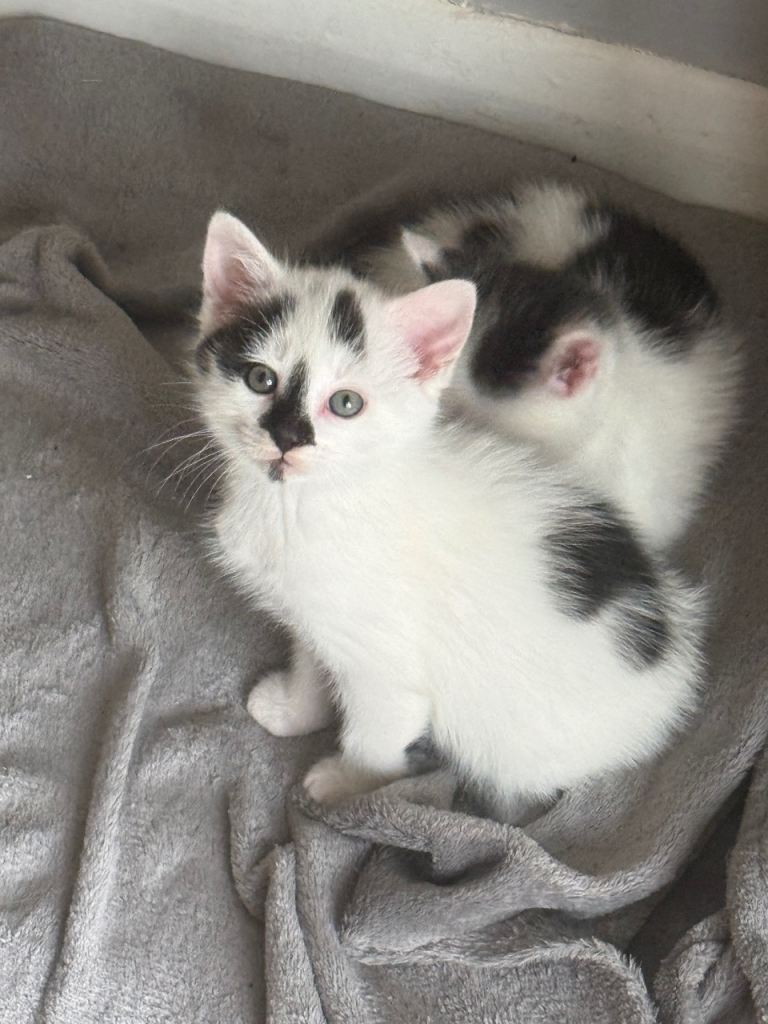 Kitten for sale