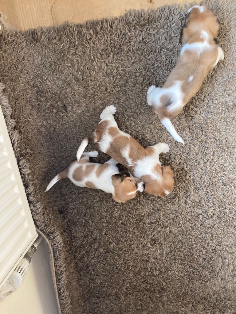 3 CavaJack Puppies for Sale