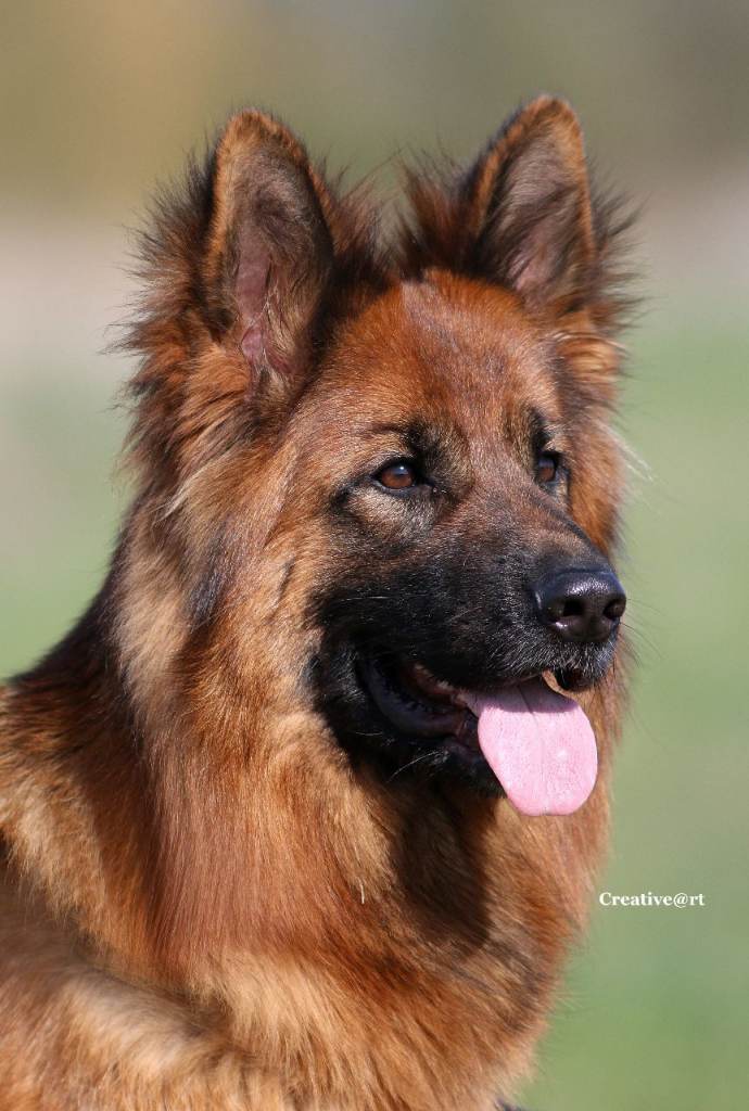 German Shepherd Long coat female 