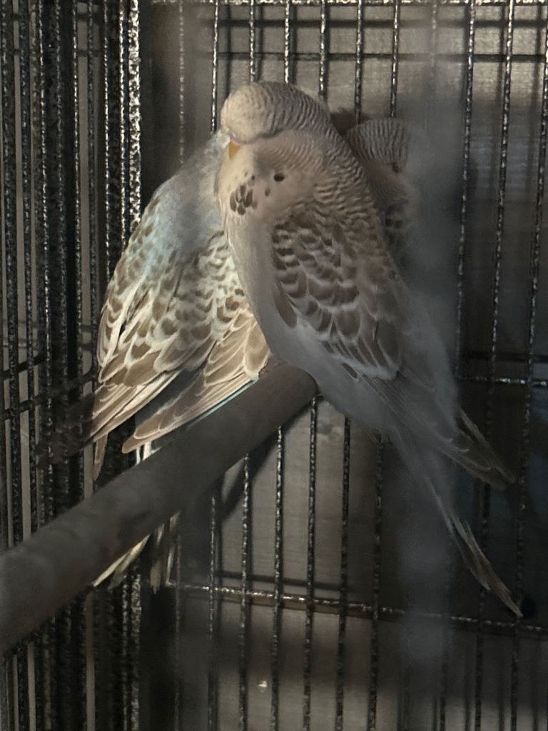 Young budgies ready to go
