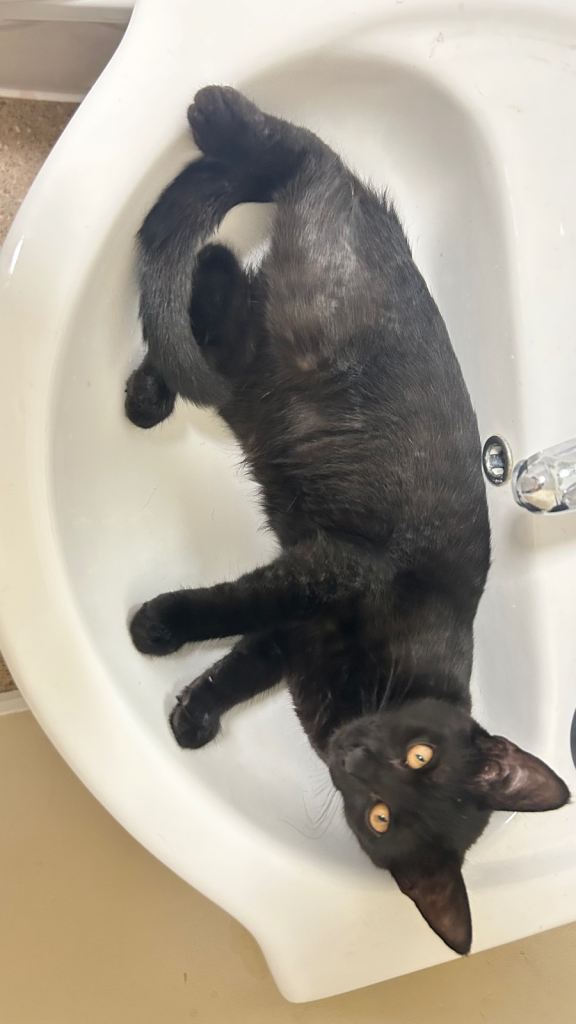 2 Black kittens 