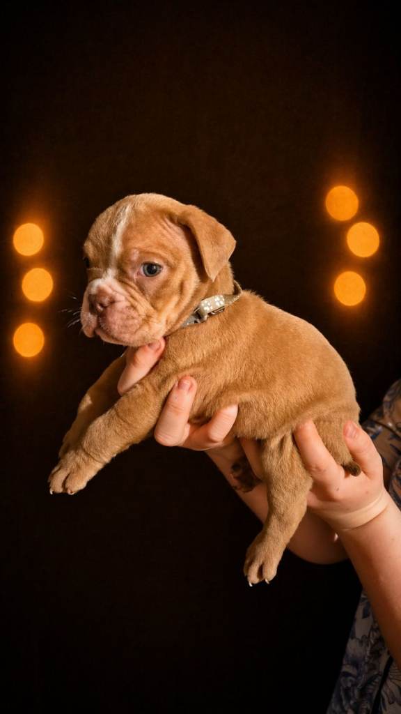 BULLDOG PUPPYS FOR SALE READY TO LEAVE 