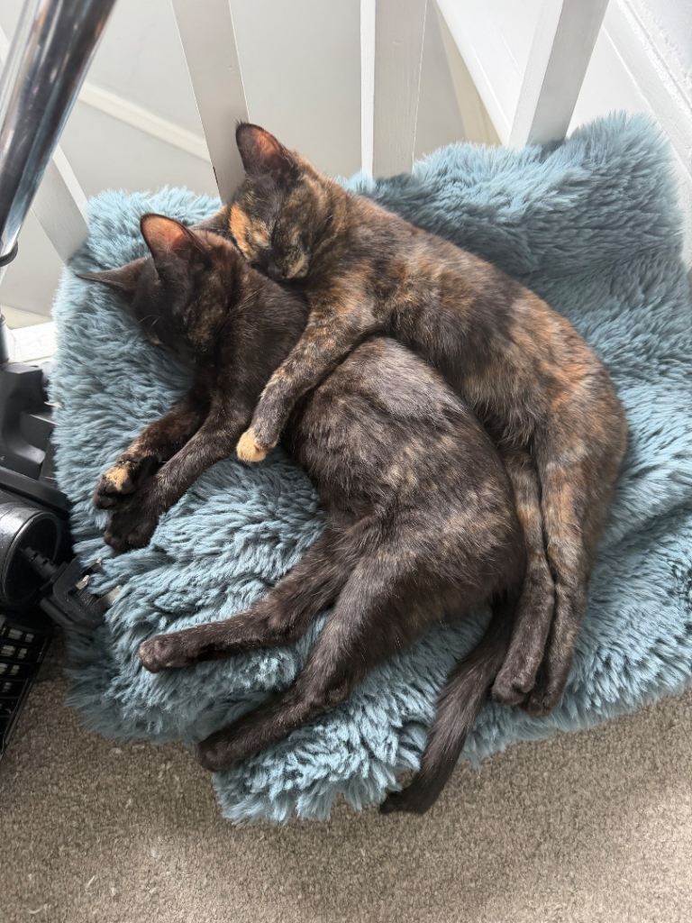 KITTENS FOR SALE 