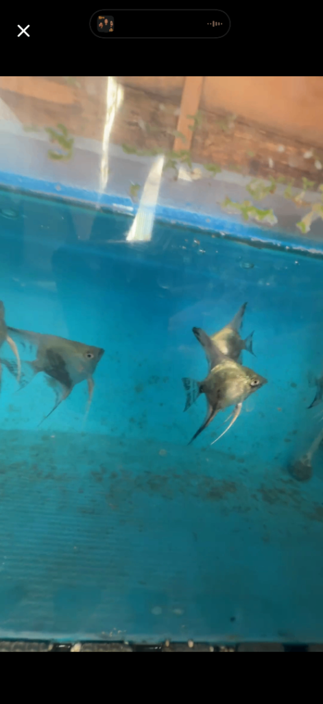 Fresh water angelfish, koi x black vail, 