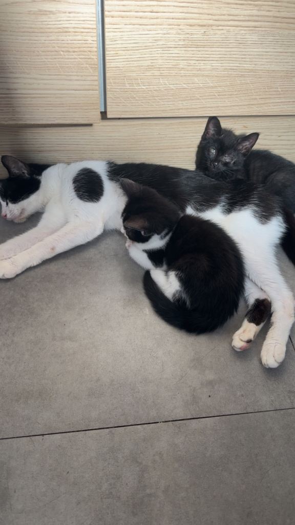 5 boy Kittens available now