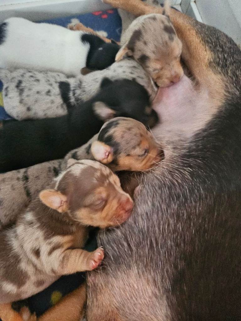 Jack russell puppies 