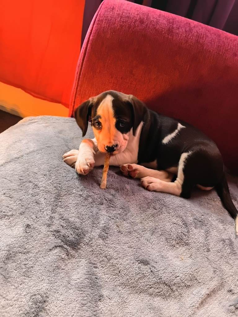 American Bulldog X spaniel 