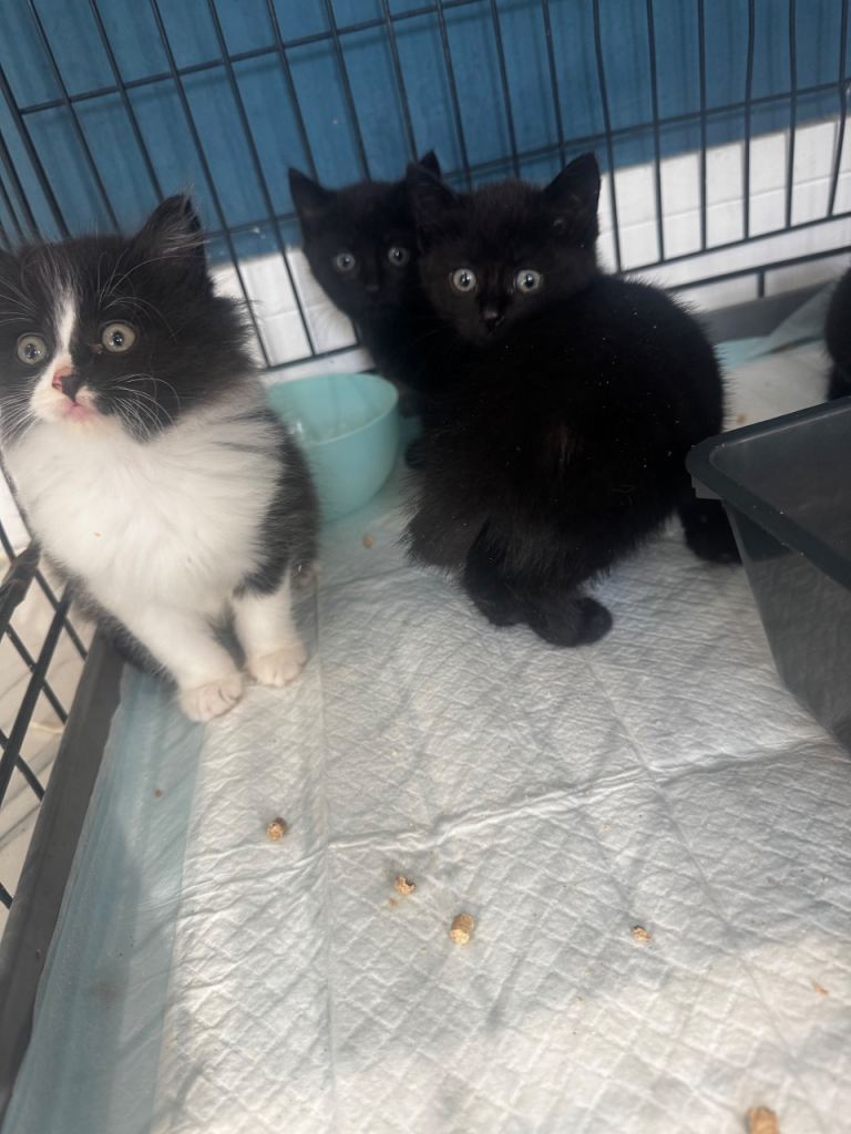 Adorable Kittens Looking for Forever Homes