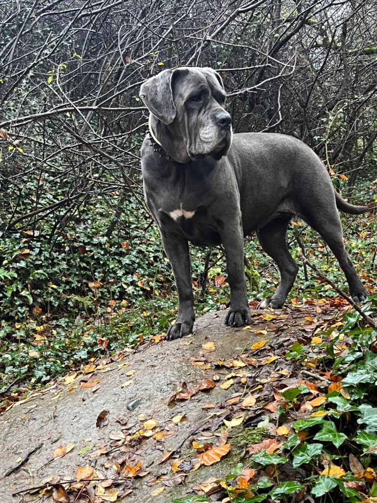 Cane Corso × Belgian Malinois 9 weeks old, ready to leave now, only 3 left  