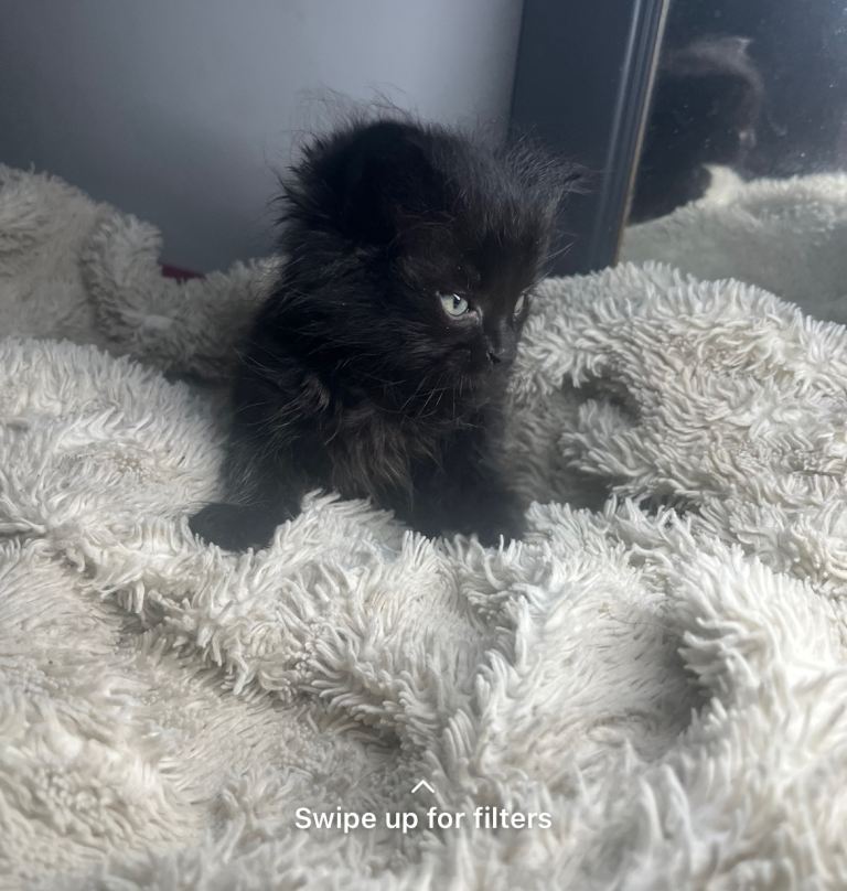 Black Cat Norwegian forest kitten 