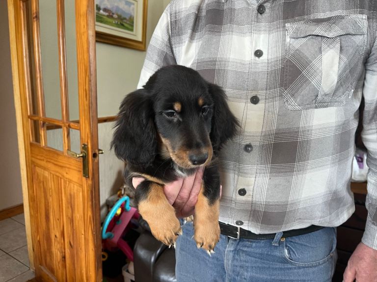 Fluffy boy dachshund puppy