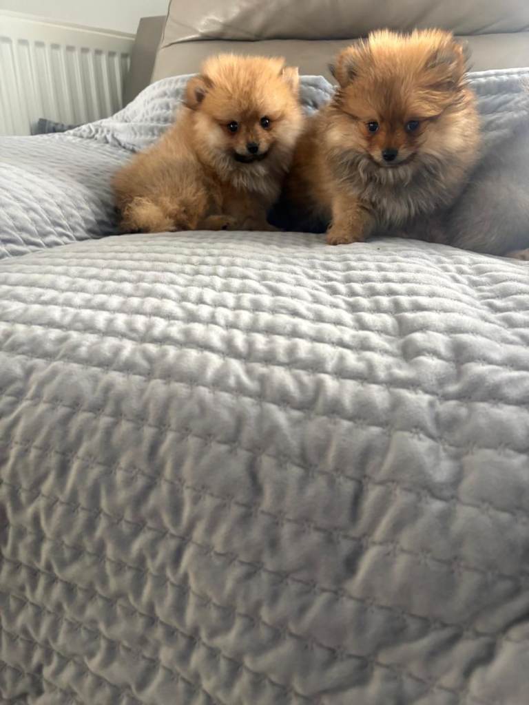 Puppies for sale