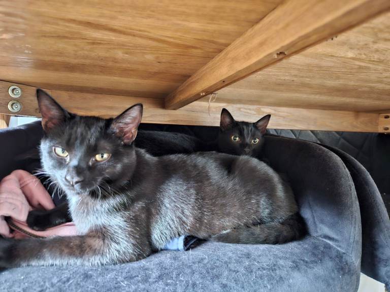 2 brothers for rehoming very sad sale 