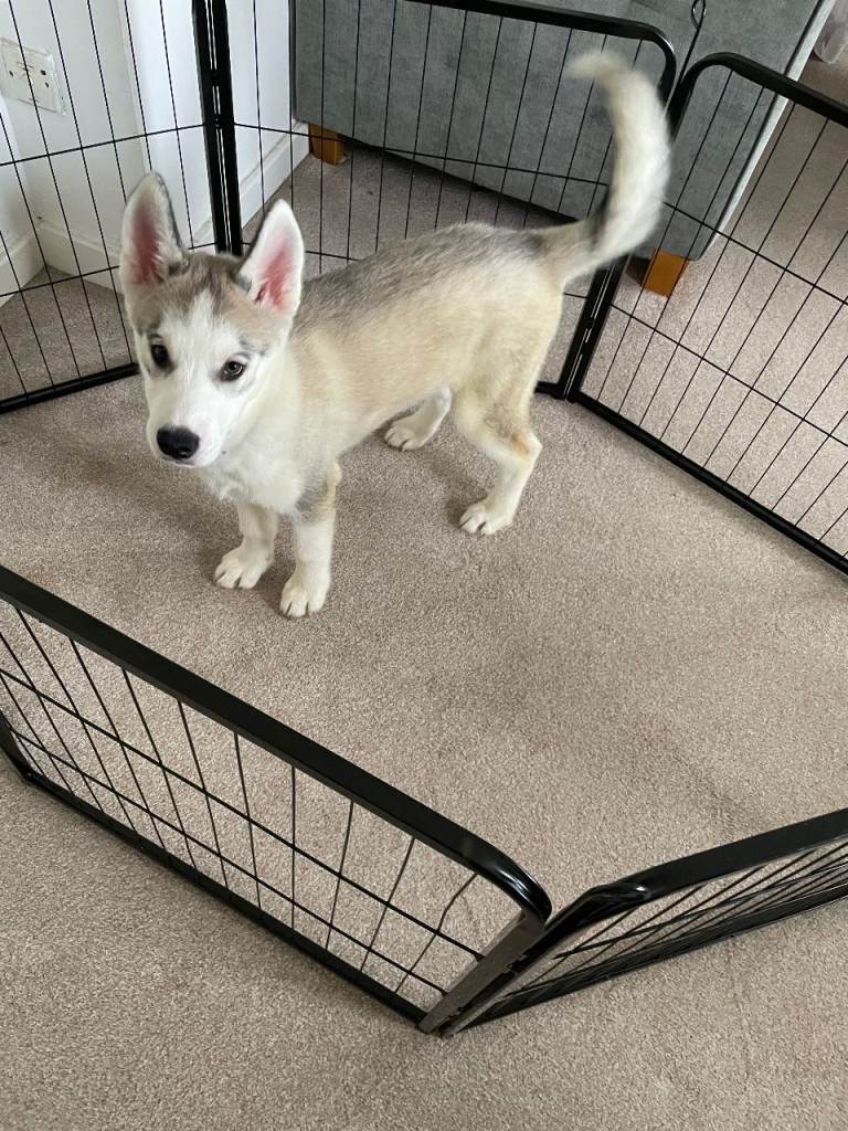 Pure Siberian Huskie pups . 1 boy