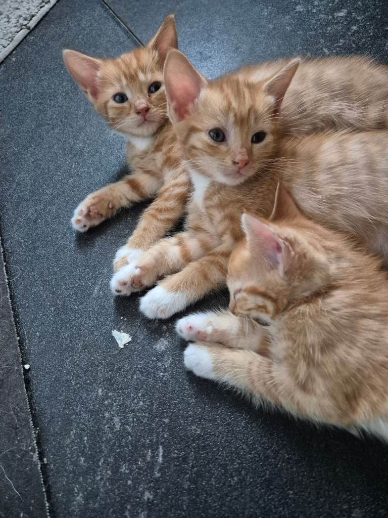 Kittens ready for their new home