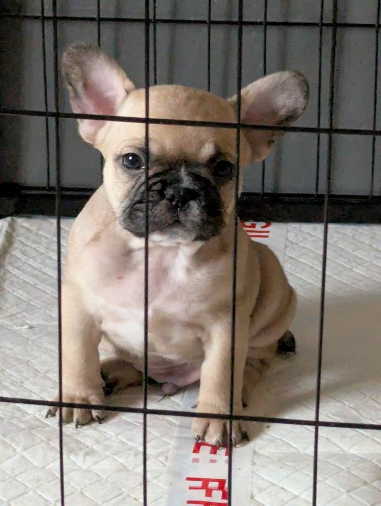 French bulldog puppies 