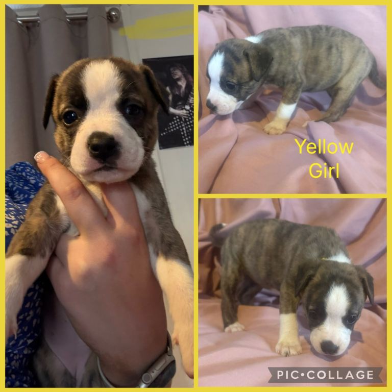 Lurcher Puppies