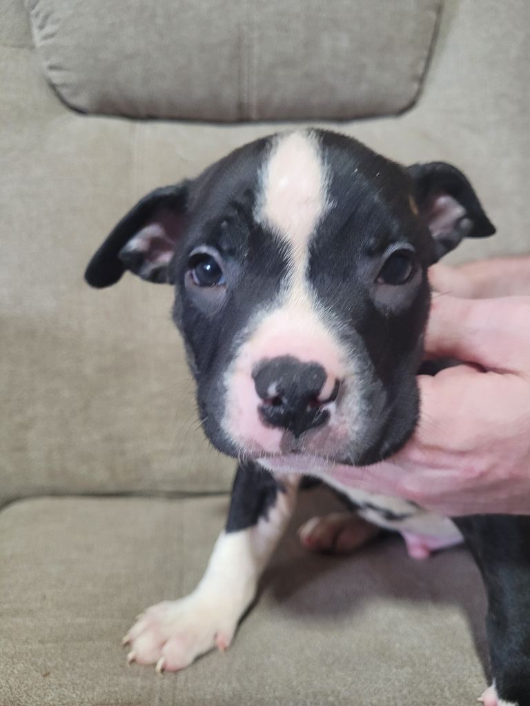 American Bulldog Cross Staffy Puppies (READY TO LEAVE)