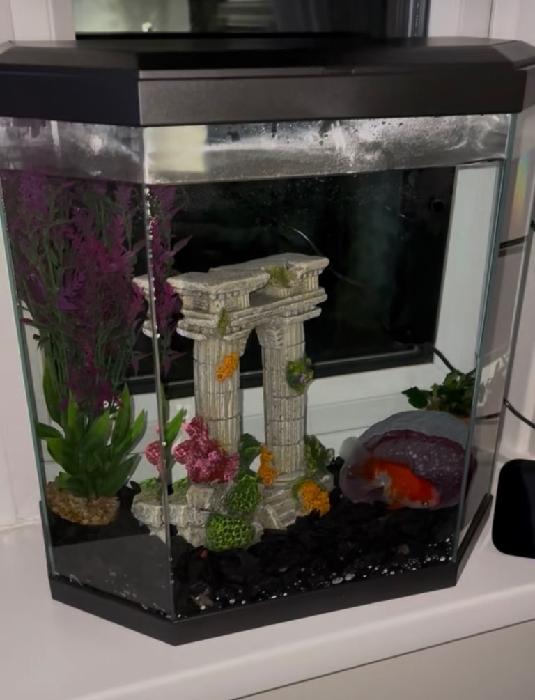 25L Fish Tank Setup Bundle – Like New – £90-ONO