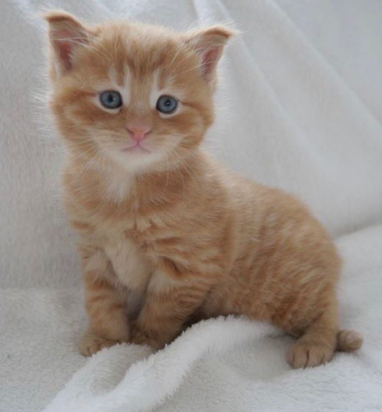 Kittens ready now 