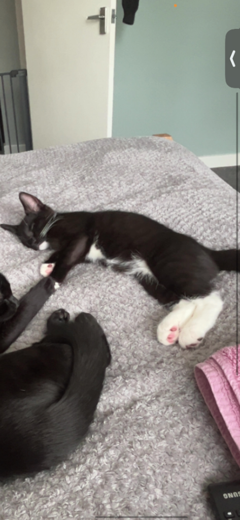 Kitten for sale 