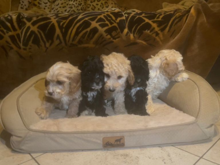 Cavapoo Pups 