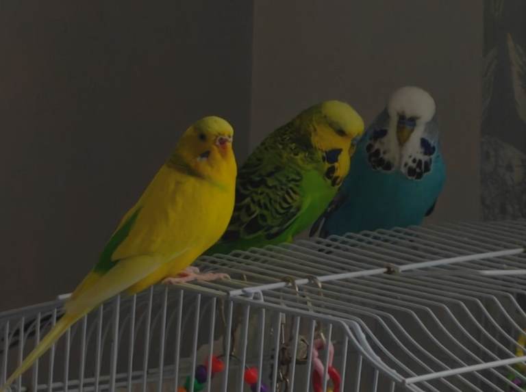Three Budgies (two male one female)