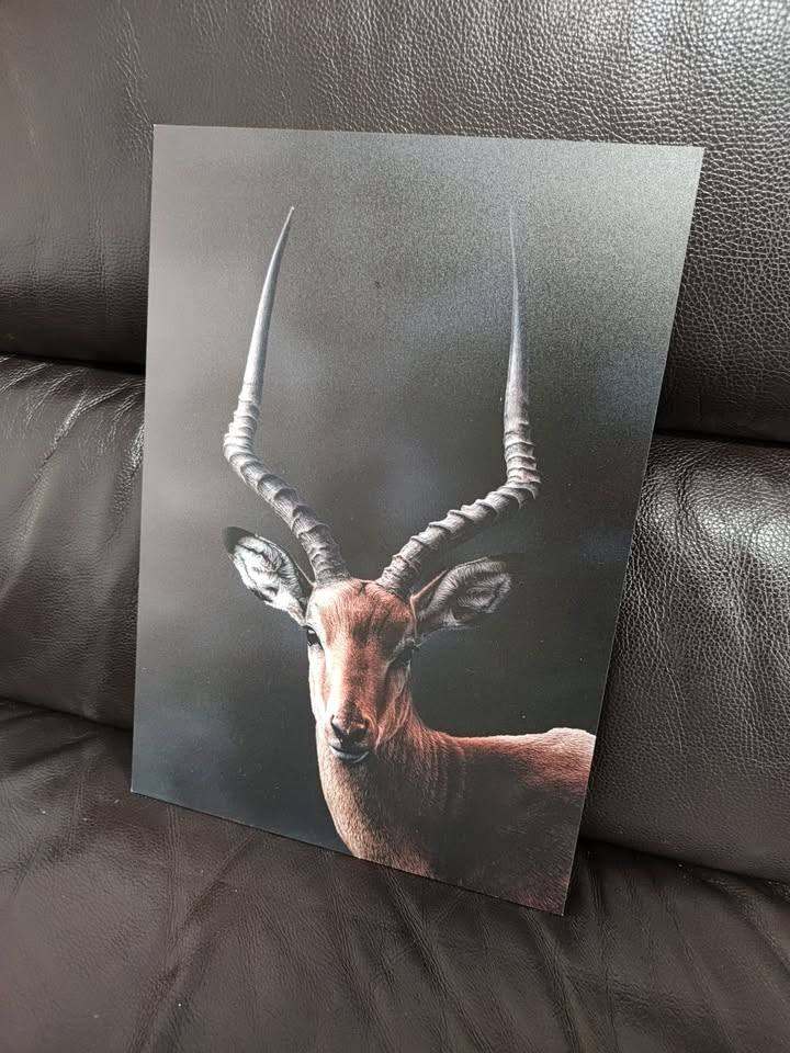 Impala (Kenyan deer) aluminium print (30x40 cm)